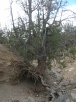 93-surprising_the_tree_is_still_alive_eventhough_it's_roots_have_been_exposed_by_floods