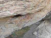 026-closer_view-interesting_pinyon_pine_tree_still_hangs_on_to_life