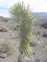 12-interesting_to_discover_horses_or_burros_munch_on_Joshua_Tree_leaves
