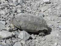 50-driving_back_on_dirt_road-almost_ran_over_Desert_Tortoise