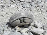 51-poor_tortoise_was_scared-better_than_being_run_over