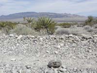 52-Desert_Tortoise_with_Sheep_Mountains-sitting_in_tire_track_of_road