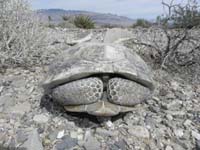 53-I_picked_it_up_just_touching_ground_moving_it_out_of_road-it_hissed_at_me_and_is_really_scared