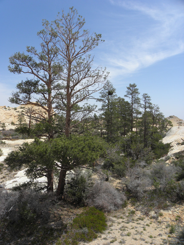 20-Ponderosa_Pines_within_The_Park