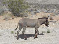 34-burro