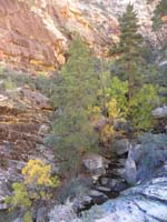 28-pretty_forested_section_in_the_canyon-cross_and_then_up
