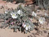 04-dune_primrose_blooming