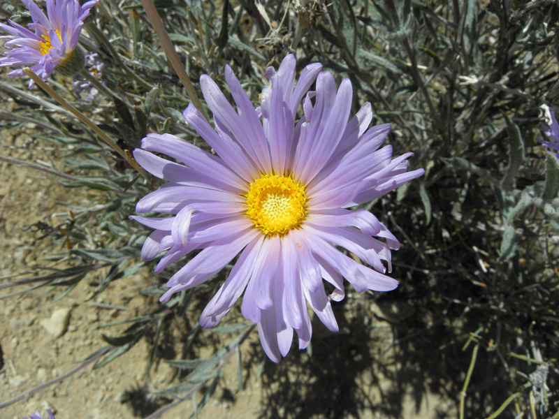 32-Desert_Aster_bloom