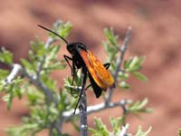 23-Tarantala_Hawk_Wasp-sitting_on_bush_next_to_me