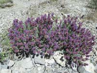 29-Mojave_Sage_in_bloom