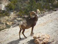 48-Bighorn_Sheep-it_watched_us_a_few_times