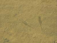 19-Fairy_Shrimp
