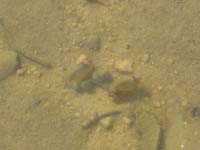 20-Clam_Shrimp
