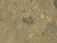 21-Clam_Shrimp