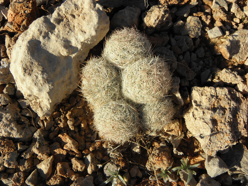 29-cluster_of_pincushion_cactus-usually_one,not_a_cluster