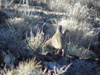 19-I_chased_after_them_to_get_picture_until_they_all_flew_away
