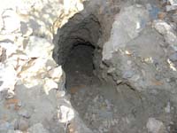 31-significant_sized_animal_hole-about_one_foot_wide