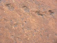 06-Grallator_tracks_and_other_species
