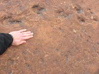 07-Grallator_tracks_and_other_species-my_hand_for_size_reference