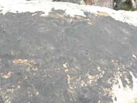 11-series_of_other_dinosaur_tracks