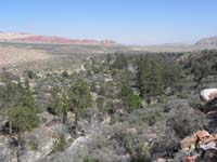 61-Ponderosa_Pine_Forest_along_Pine_Creek
