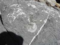 25-more_sea_fossils