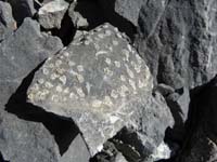 26-more_sea_fossils