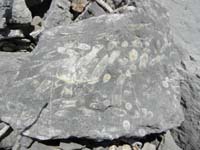 27-more_sea_fossils