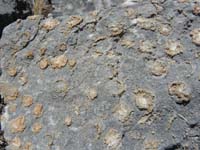 28-more_sea_fossils