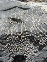 29-more_sea_fossils