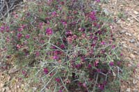 03-Littleleaf_Ratany_blooming