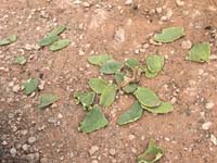 13-so_nice_of_some_dipshit_mutilating_a_prickly_pear_cactus-remains_near_parking_lot