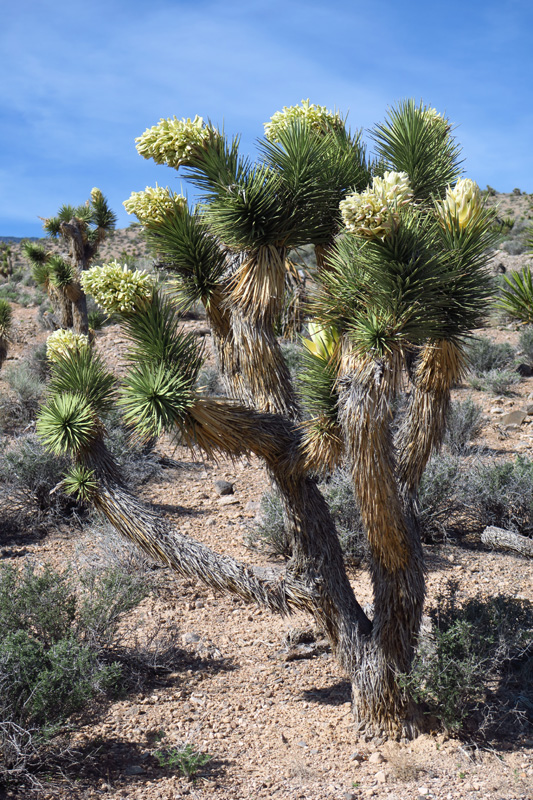 03-blooming_Joshua_Tree