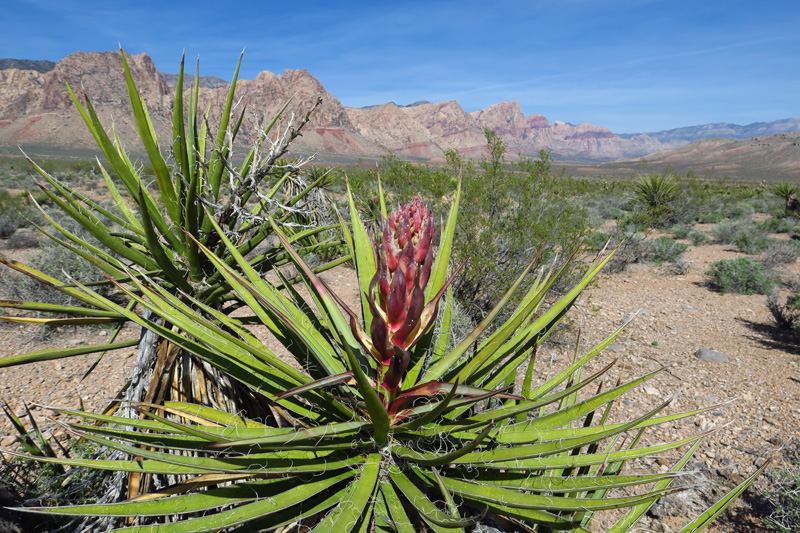 06-blooming_yucca