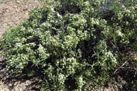 38-Spiny_Menodora_in_bloom-Menodora_Spinescens,Olive_Family