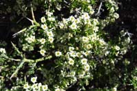 39-Spiny_Menodora_zoom_view_of_the_blooms,notice_the_spines_at_end_of_twig
