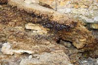 48-packrat_midden-nearby_debris_mixed_with_piss_and_poo
