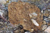 49-packrat_midden-nearby_debris_mixed_with_piss_and_poo