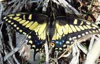 43-saw_a_very_pretty_anise_swallowtail_butterfly,papilio_zelicaon