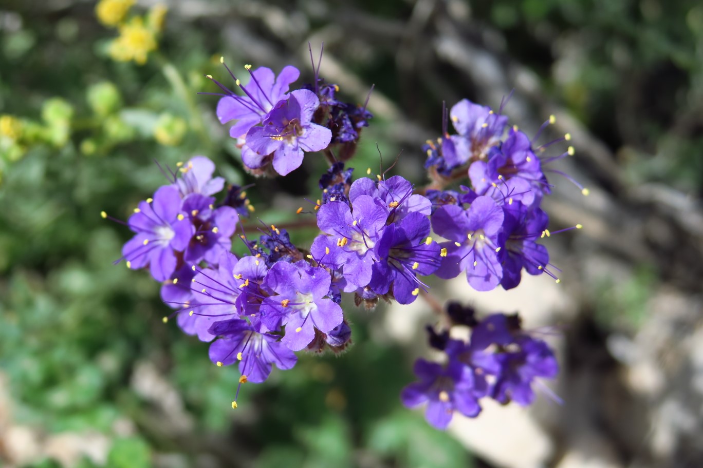 11-Phacelia-Notch-leaf-(Phacelia_crenulata)