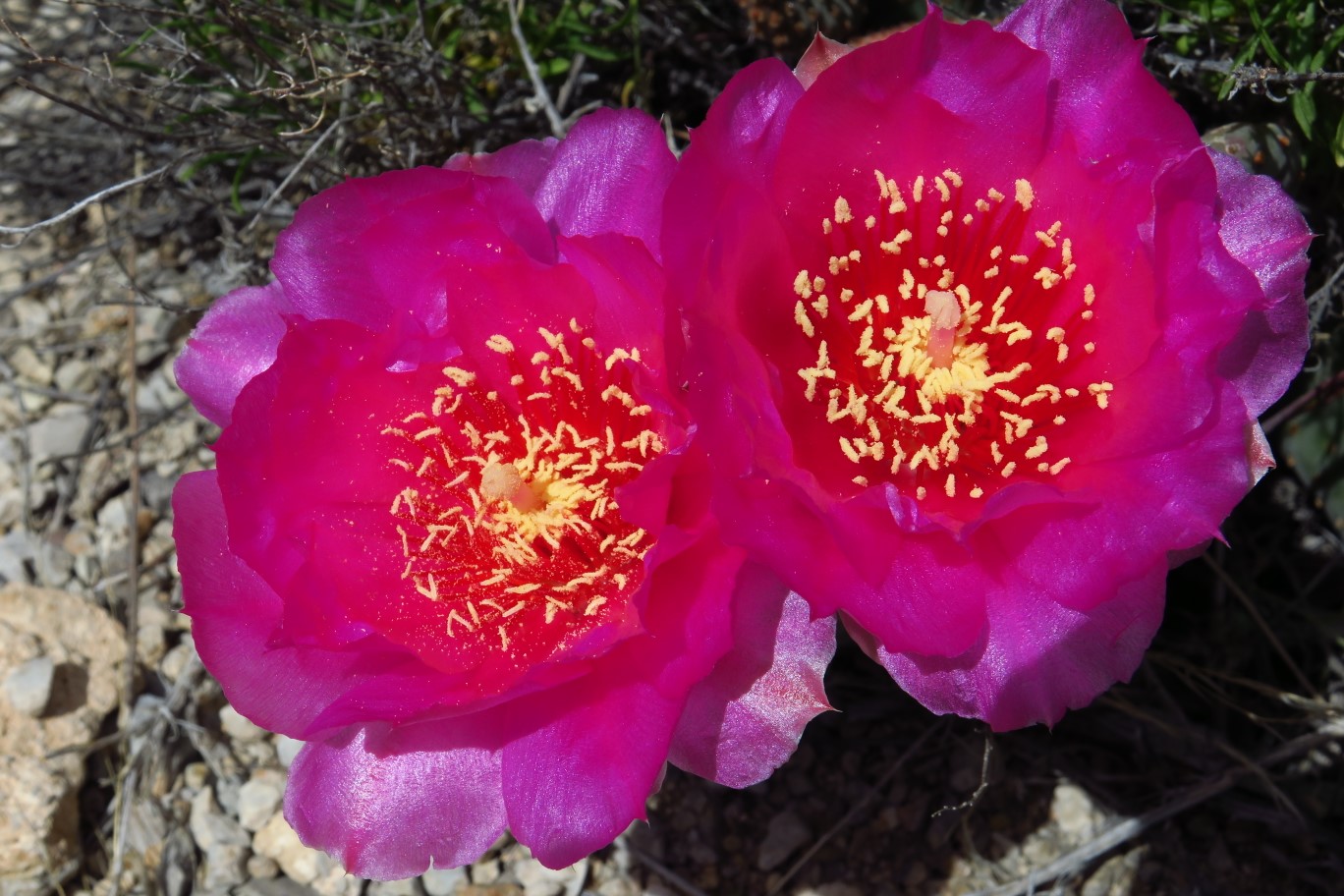 17-Beavertail_cactus-bloom