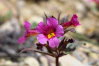 37-Bigelow's_Monkeyflower-flower