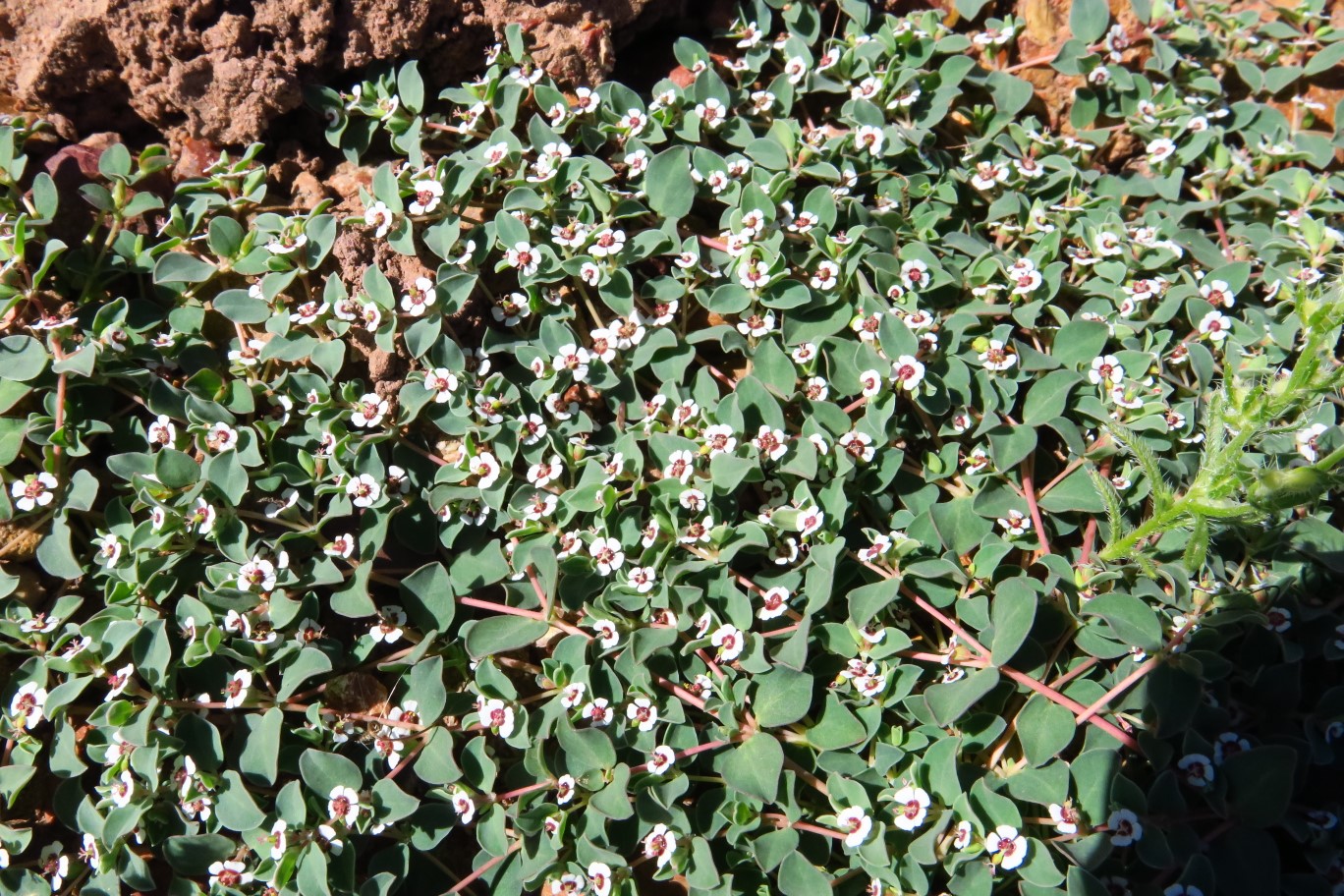 08-Whitemargin_Sandmat,Rattlesnake_Weed-(Chamaesyce_albomarginata)