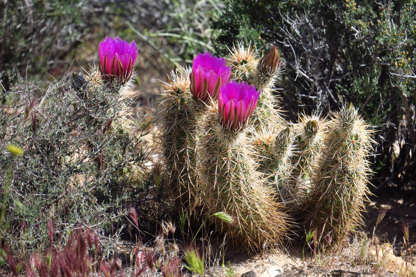 16-Hedgehog_Cactus_blooming