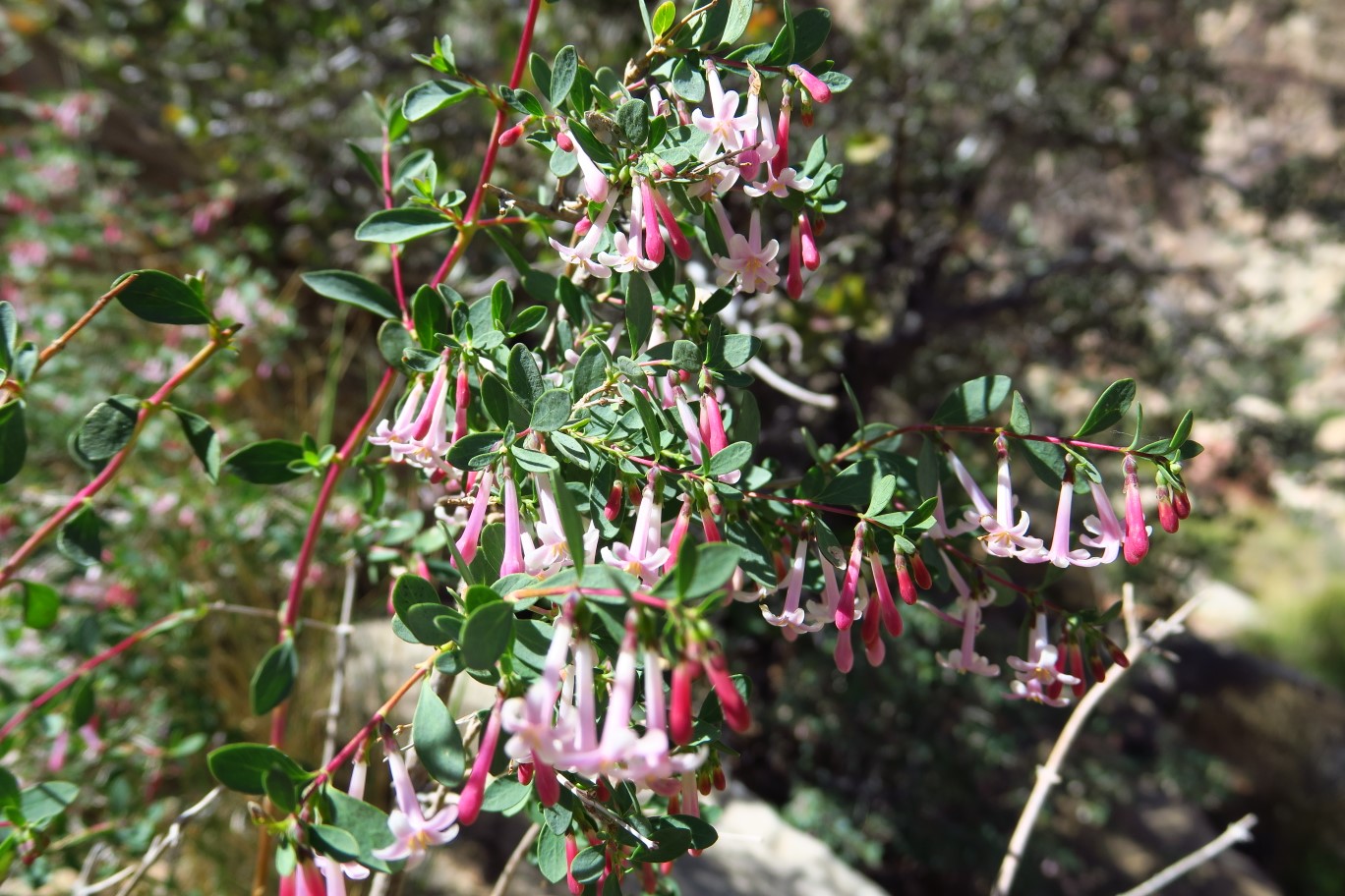 20-Desert_Snowberry_blooming