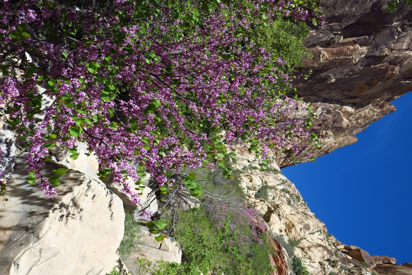 34-Redbud_blooming