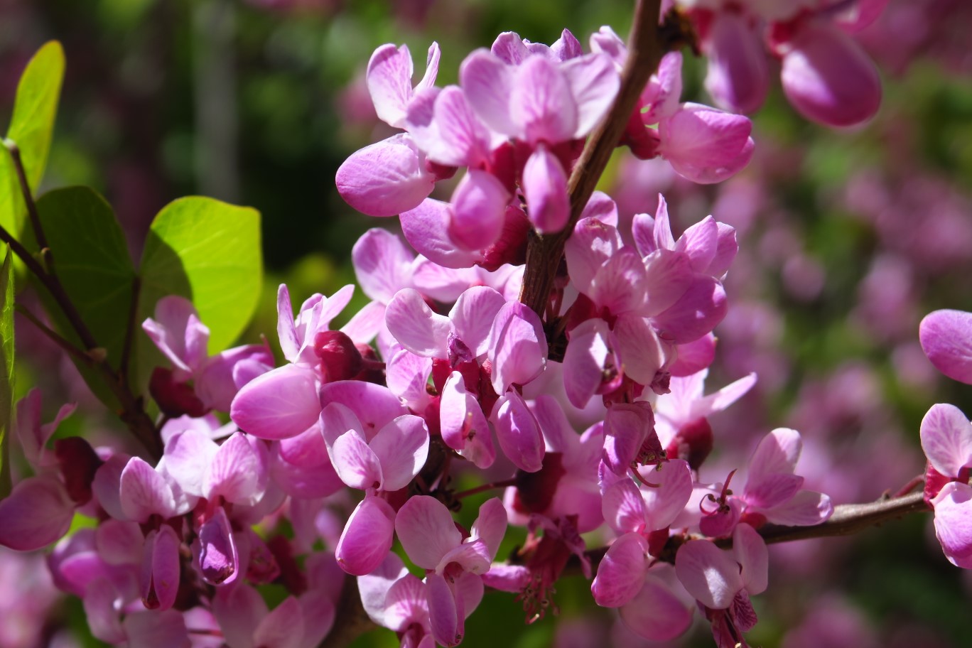 37-Redbud_blooms