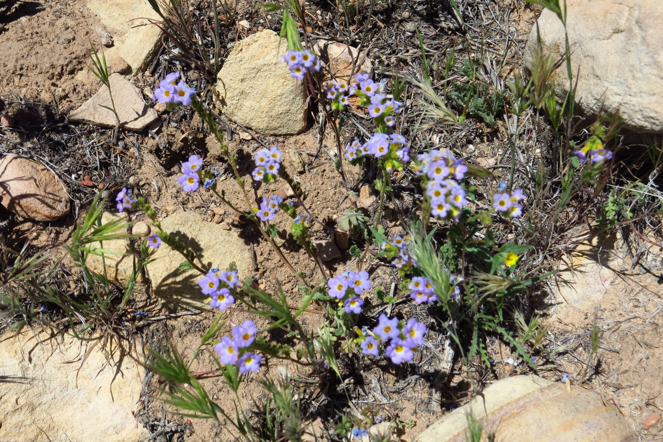 62-Fremont's phacelia