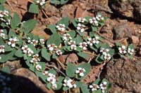 09-Whitemargin_Sandmat,Rattlesnake_Weed