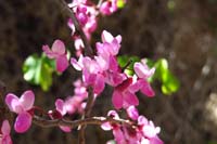 32-Redbud_blooms